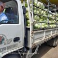 DA-CAR bids constant support to veggie farmers