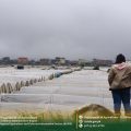 DA-CAR, Nag-inspeksyon sa Pinsala ng Bagyo at Habagat sa Strawberry Farm, La Trinidad, Benguet